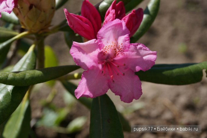 Нежная... хитрая... очаровательная! Кукла Adora
