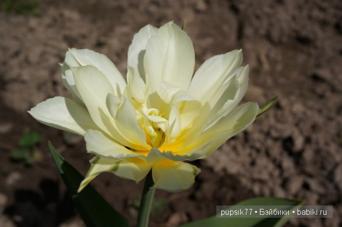 Прекрасная Сарочка — Куклы Adora (Адора): коллекционные виниловые