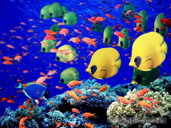 Томная красавица из Египта, Adora