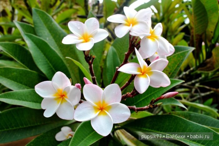 Джорани Камбоджа, Adora — Куклы Adora (Адора): коллекционные виниловые (фото 7)