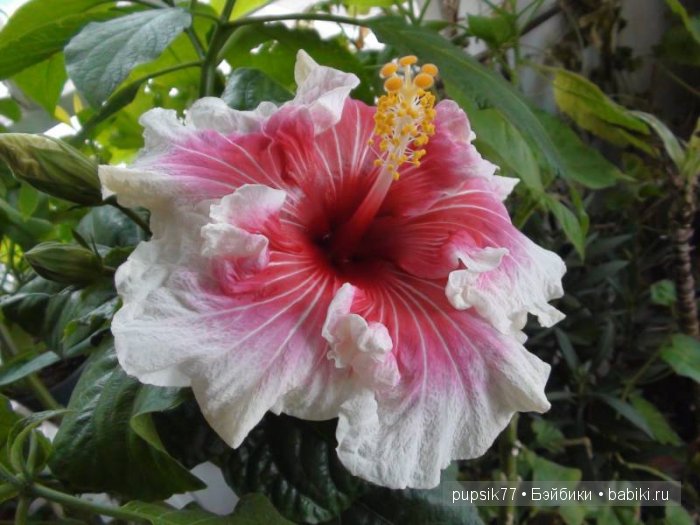 Улани из Гаити, Adora — Куклы Adora (Адора): коллекционные виниловые (фото 7)