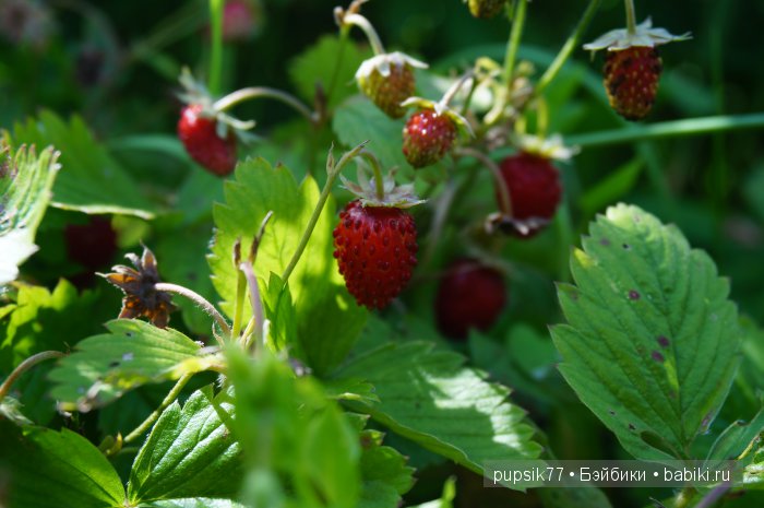 Анабель и ее друг — Куклы Heidi Plusczok (Хайди/Хейди Плюсчок) — фото