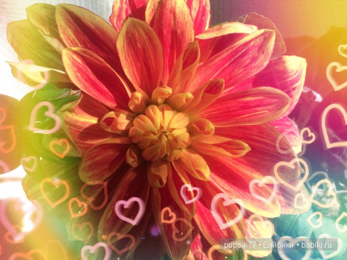 Моя воплотившиеся мечта, мой солнечный лучик... или попробуем загадать желание