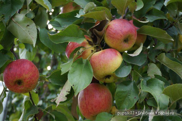 Просто Василий — Игровые мини (фото 2)