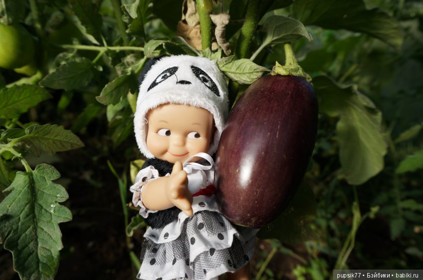 2+2=4! Четыре хитрых глаза