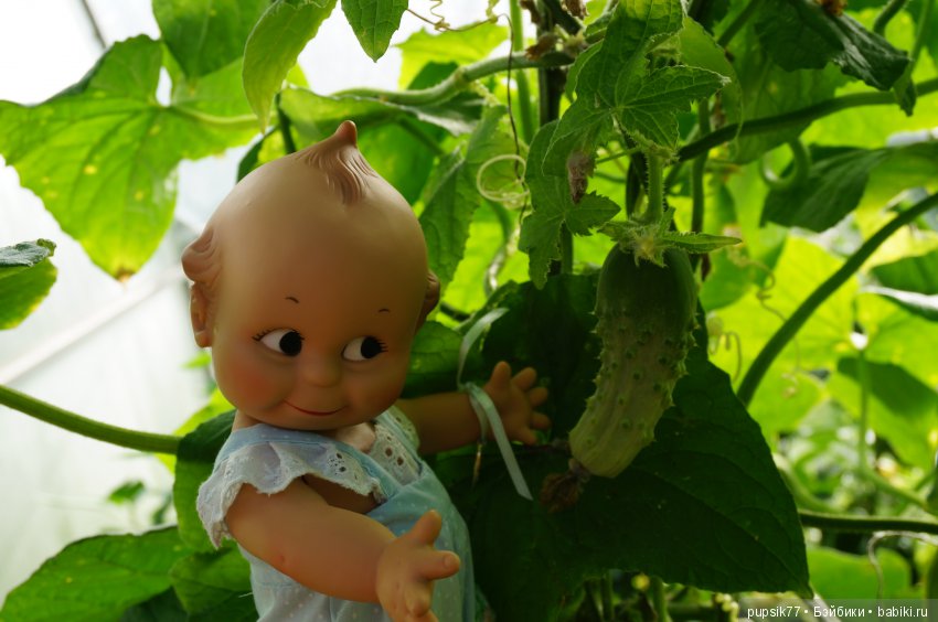 2+2=4! Четыре хитрых глаза