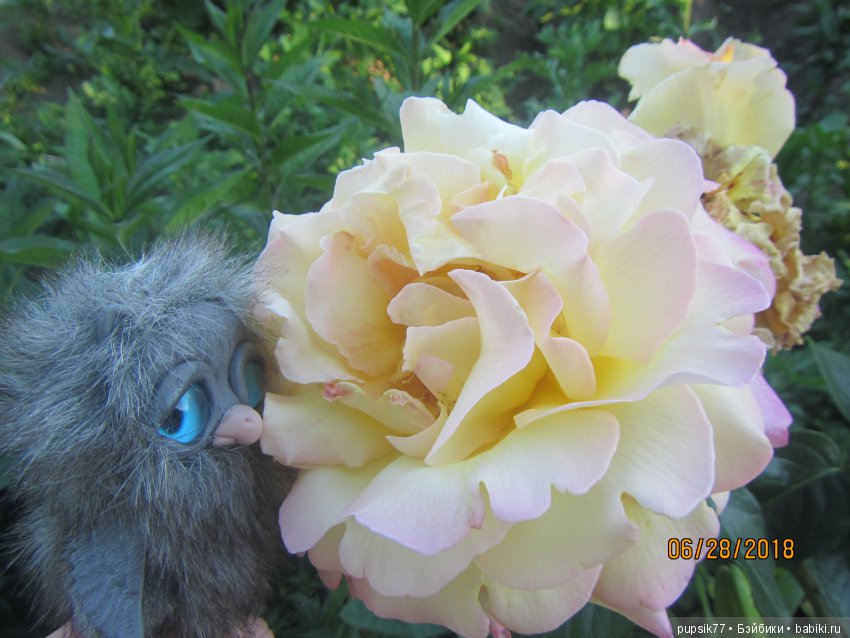 Цветочный Дим-Димыч или просто Димочка (фото 8)