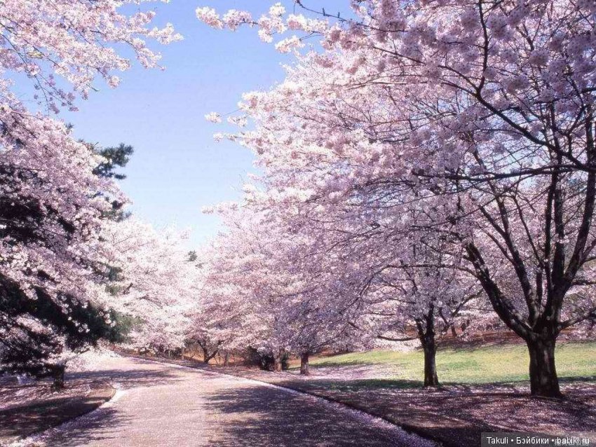 Ханами - жизнь цвета и цвет жизни (фото 2)