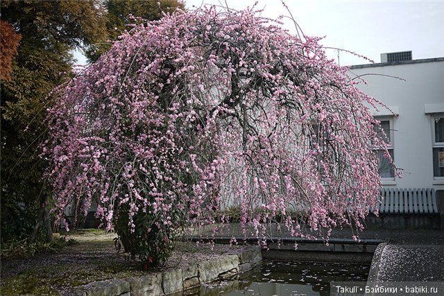 Ханами - жизнь цвета и цвет жизни