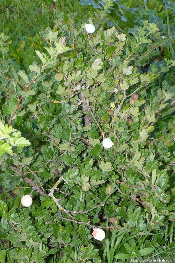 Чему учат в школе? Спецагенты сумикко гураши атакуют наши сердца (фото 8)