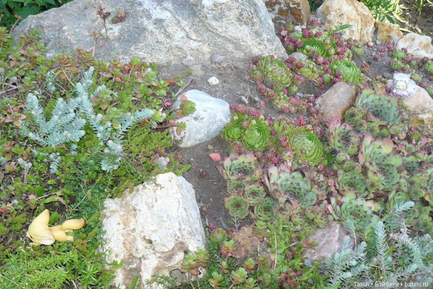 Старая старая сказка. Фенек и улитка (фото 6)