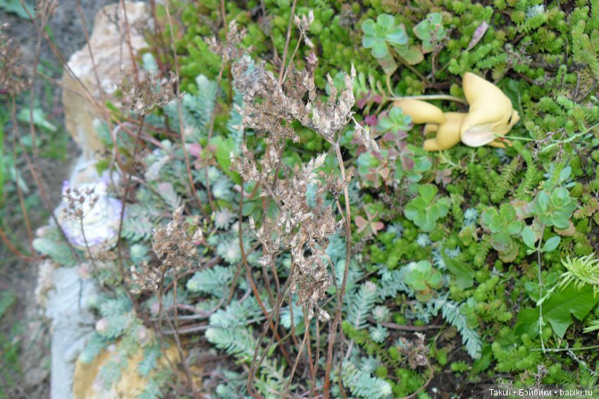 Старая старая сказка. Фенек и улитка (фото 9)