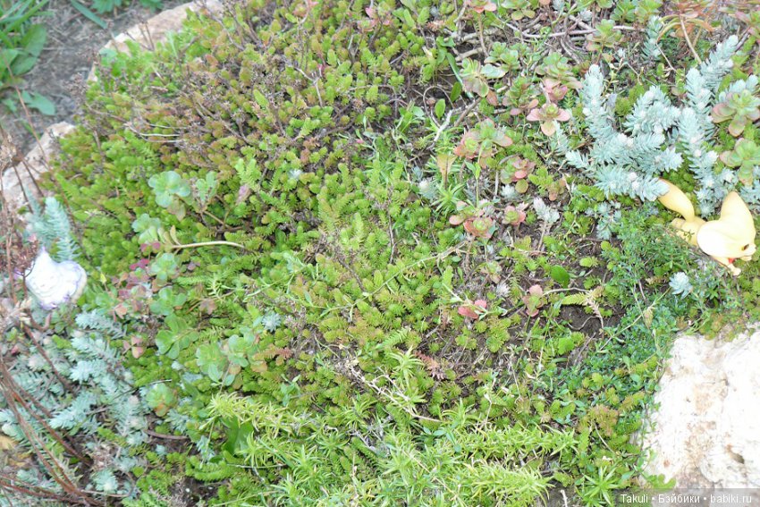 Старая старая сказка. Фенек и улитка (фото 10)