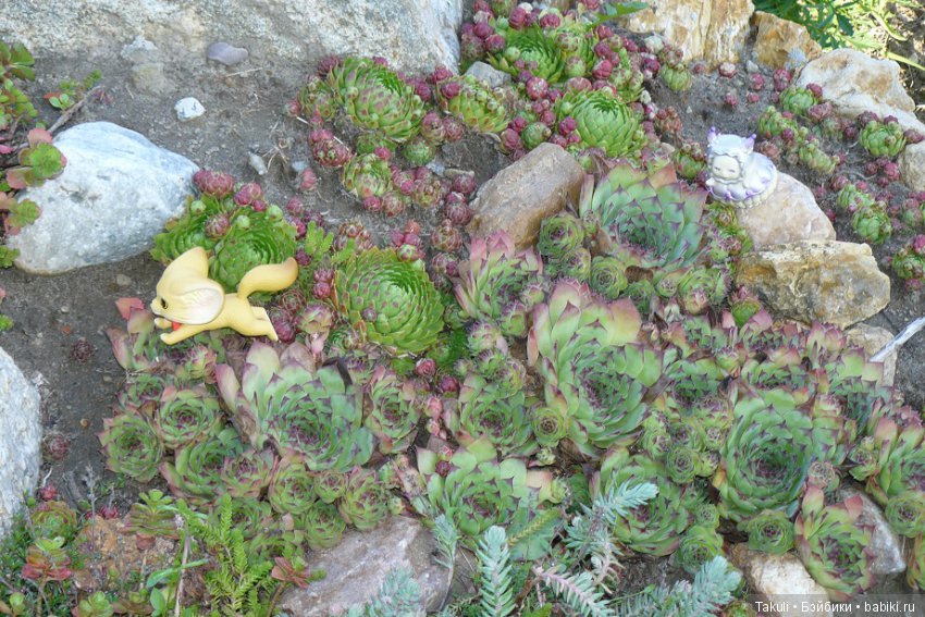 Старая старая сказка. Фенек и улитка (фото 5)