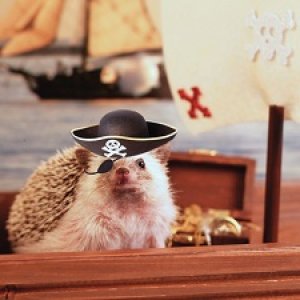 "Хочу купить ваших ежики"