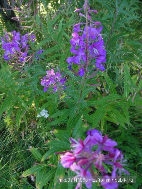 Вот она какая - оленёнок Адель от Doll Chateau (фото 9)