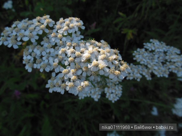 Вот она какая - оленёнок Адель от Doll Chateau (фото 8)