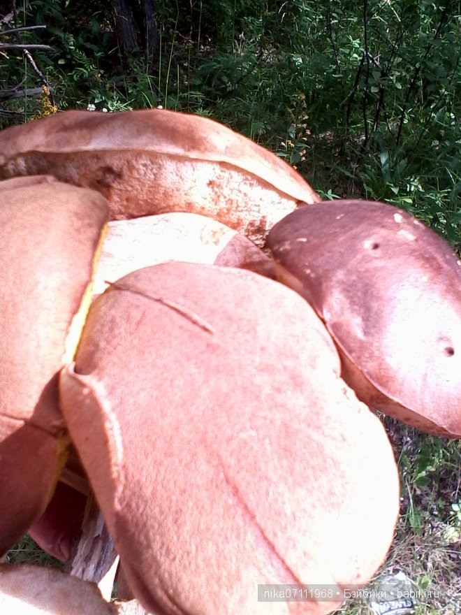 Заполярный круг. Кусочек нашего края. Лето (фото 10)