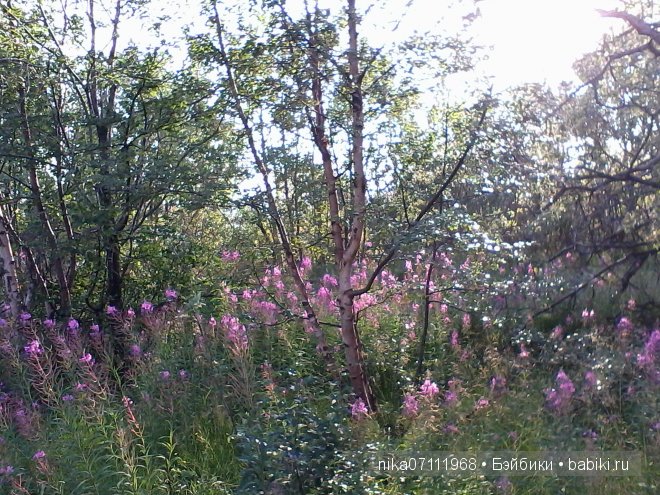 Заполярный круг. Кусочек нашего края. Лето