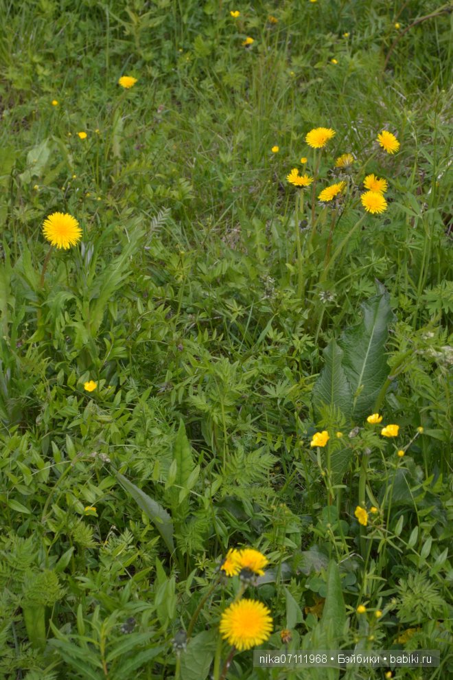 Такое короткое лето...Ла-ла-ла (фото 10)