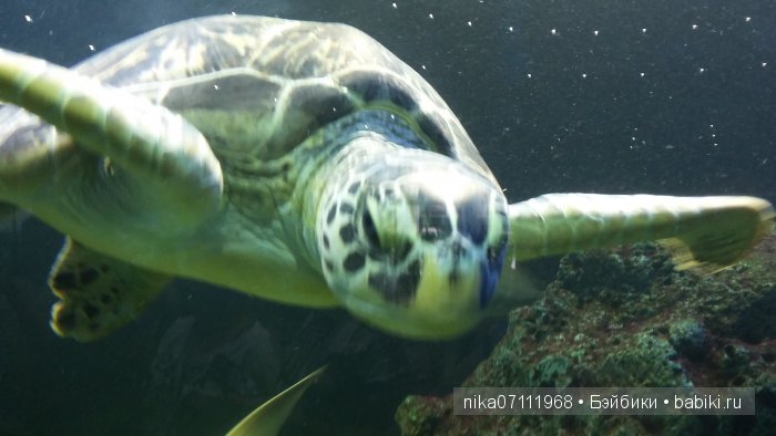 Тайланд моими глазами.Добавила видео