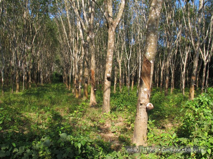 Тайланд моими глазами.Добавила видео (фото 4)