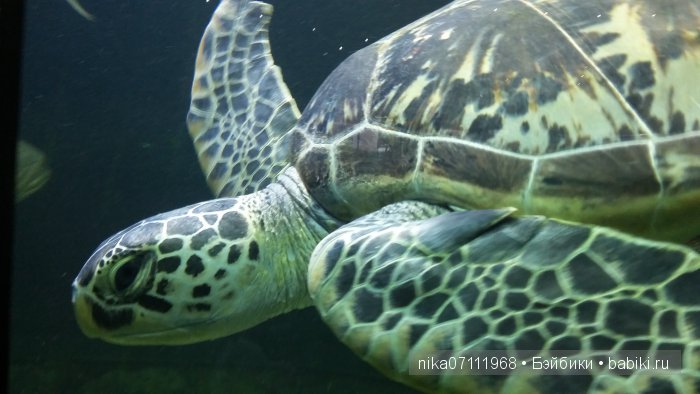 Тайланд моими глазами.Добавила видео