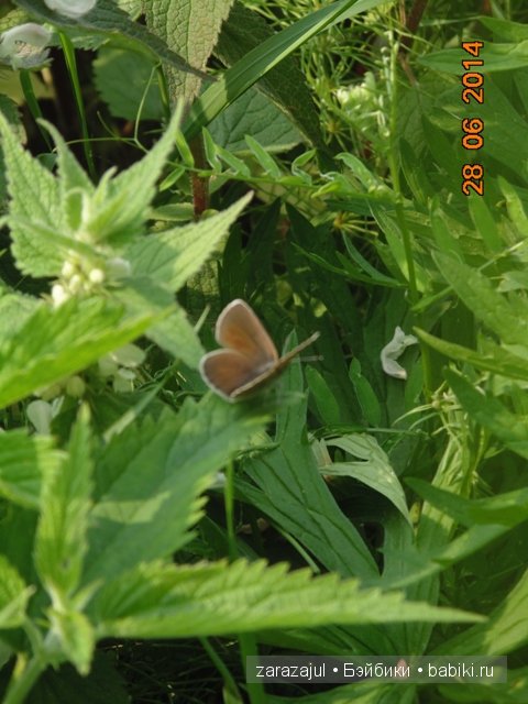 А мы вспоминаем лето — Куклы Fairyland (ФэйриЛэнд): BJD (БЖД)