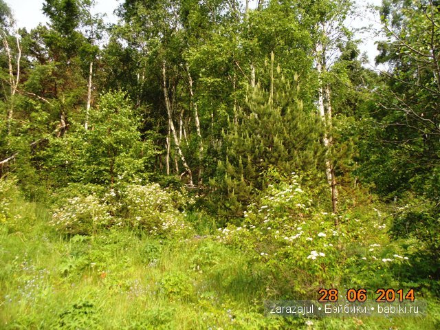 А мы вспоминаем лето — Куклы Fairyland (ФэйриЛэнд): BJD (БЖД)