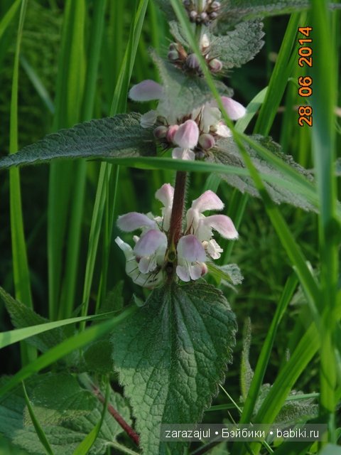 А мы вспоминаем лето — Куклы Fairyland (ФэйриЛэнд): BJD (БЖД)