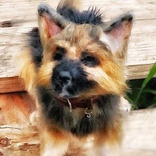 Его зовут Грей