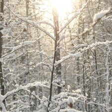 Предновогодняя лесная красота