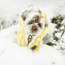 Маленький мокрый носик - ещё фото