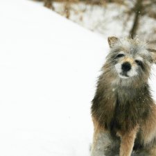 И ещё немного волка