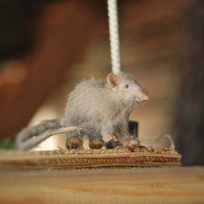 Фотосессия с крысиком