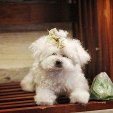 Пушистая малышка