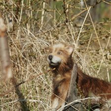 Братец волк