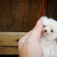 Новенький рождается