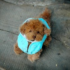 Рыжик - курточка и ошейник готовы