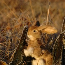Утро в сибирском лесу