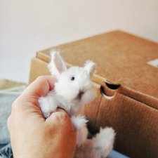 Маленький пушистик. Работаем