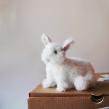 Пушистик. Финальная фотосессия