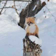 Фотосессия в лесу