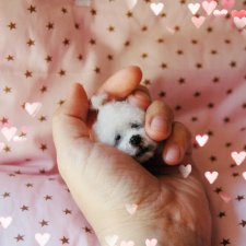 Новый маленький носик