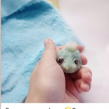 Новый малыш дракончик - мы рождаемся