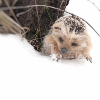 Поймала новое чудо