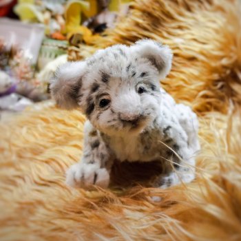 Совсем малыш - барсенок - Вечерняя фотосессия