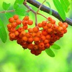 Скучаю по России