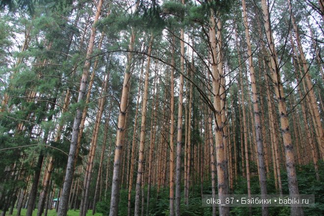 Та самая лесная прогулка... Лесное дитя - Реалпуки Soso (фото 2)