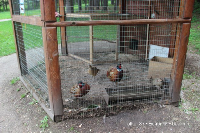 Та самая лесная прогулка... Лесное дитя - Реалпуки Soso (фото 4)